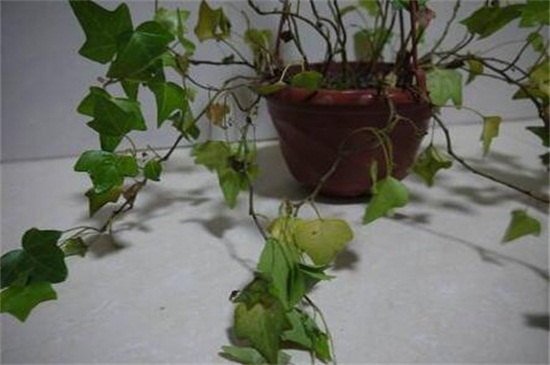 常春藤叶子发蔫咋补救，叶子发蔫的四种原因及处理办法