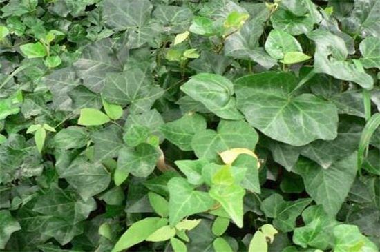 常春藤叶子发蔫咋补救，叶子发蔫的四种原因及处理办法
