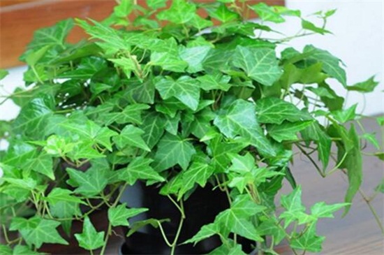 常春藤叶子发蔫咋补救，叶子发蔫的四种原因及处理办法