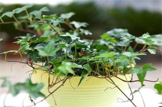 常春藤叶子发蔫咋补救，叶子发蔫的四种原因及处理办法