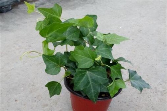 常春藤叶子发蔫咋补救，叶子发蔫的四种原因及处理办法