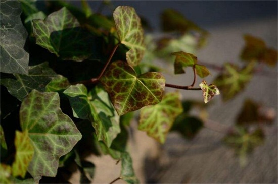 常春藤叶子发蔫咋补救，叶子发蔫的四种原因及处理办法