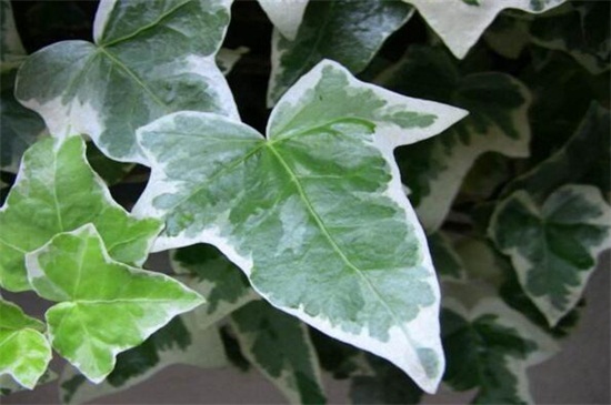 常春藤叶子发蔫咋补救，叶子发蔫的四种原因及处理办法