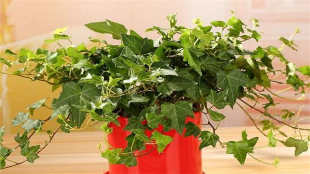 常春藤的养殖办法和留意事项