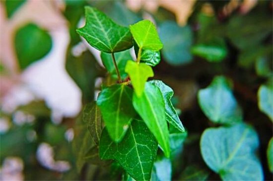 常春藤的养殖办法和留意事项