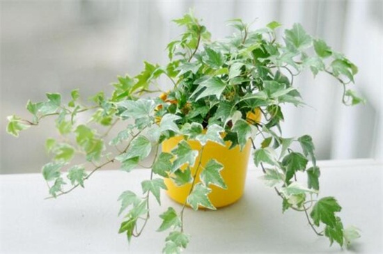 常春藤的养殖办法和留意事项