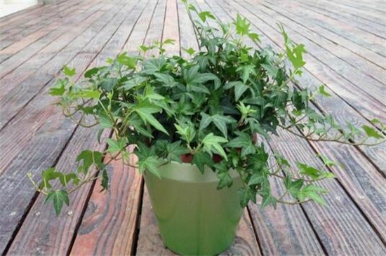 常春藤的养殖办法和留意事项
