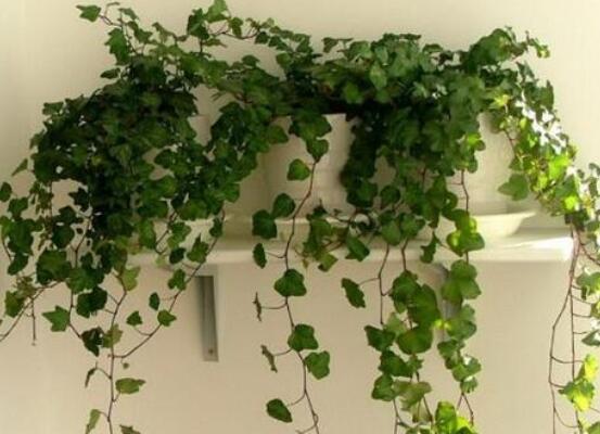 常春藤如何修剪，5种修剪小技巧剪出完美常春藤盆景