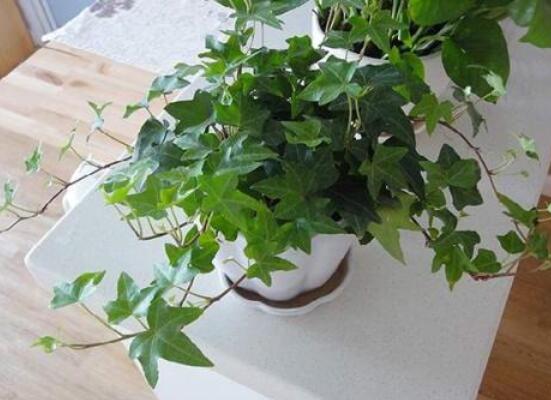 常春藤如何修剪，5种修剪小技巧剪出完美常春藤盆景