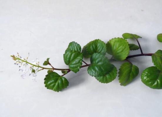 常春藤如何修剪，5种修剪小技巧剪出完美常春藤盆景