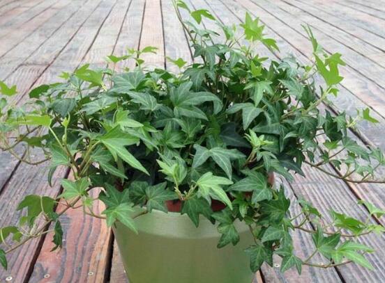 常春藤如何修剪，5种修剪小技巧剪出完美常春藤盆景