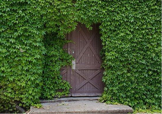 常春藤如何修剪，5种修剪小技巧剪出完美常春藤盆景