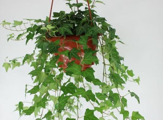 常春藤如何修剪，5种修剪小技巧剪出完美常春藤盆景