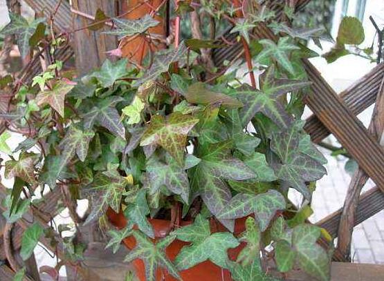 常春藤如何修剪，5种修剪小技巧剪出完美常春藤盆景