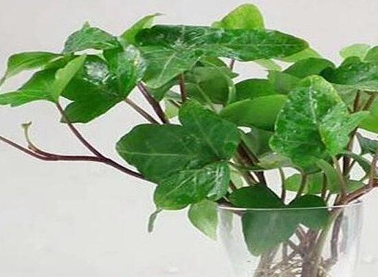 常春藤水培养植办法,留意三个要点养殖出美丽的常春藤