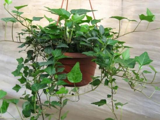 常春藤水培养植办法,留意三个要点养殖出美丽的常春藤