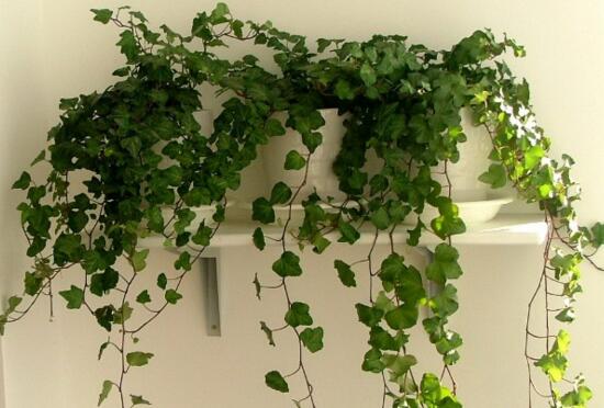 常春藤水培养植办法,留意三个要点养殖出美丽的常春藤