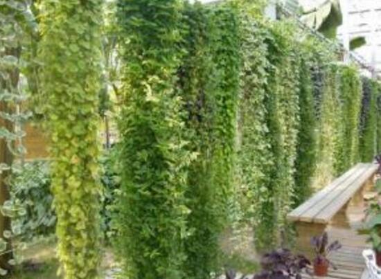 常春藤水培养植办法,留意三个要点养殖出美丽的常春藤