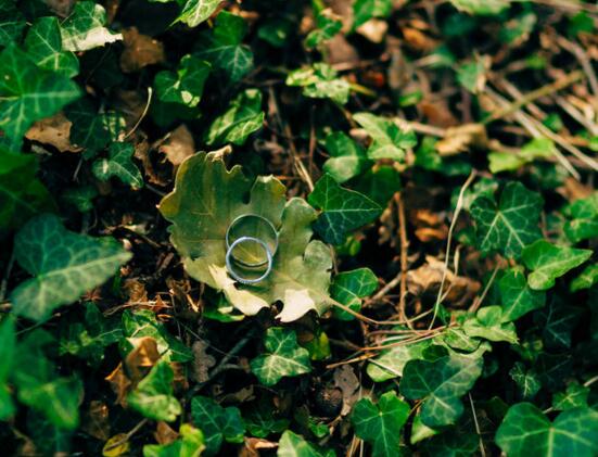 常春藤水培养植办法,留意三个要点养殖出美丽的常春藤