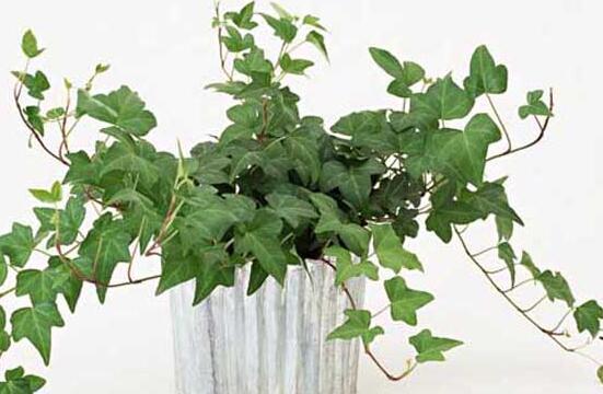 常春藤水培养植办法,留意三个要点养殖出美丽的常春藤