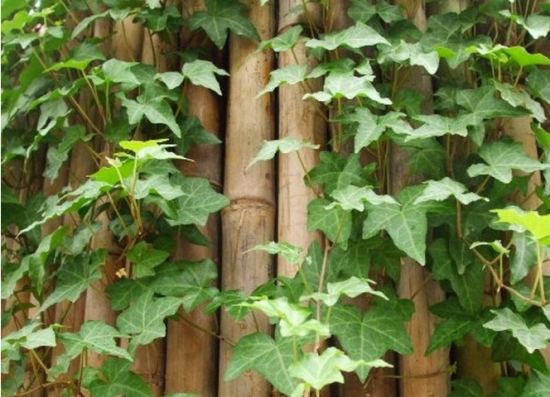 常春藤夏季如何养：留意浇水方式