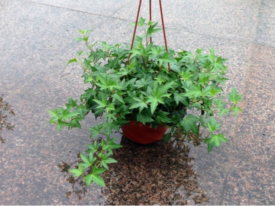 常春藤有毒吗：枝,叶均有毒