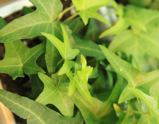 常春藤图片附介绍：相册的图片免费下载