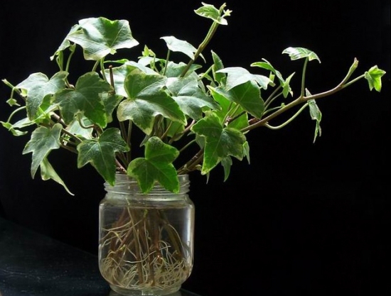 如何使中华常春藤水插成活