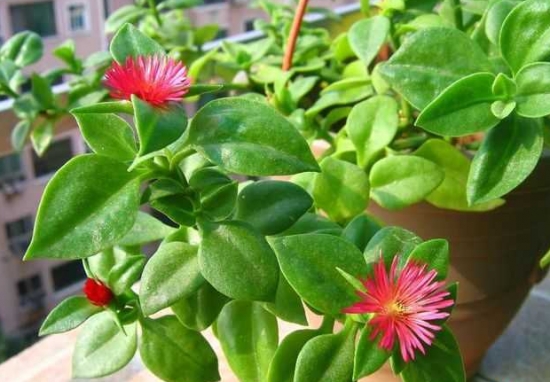 扦插繁殖洋常春藤应留意些什么