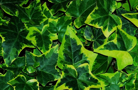 如何科学繁殖花叶常春藤