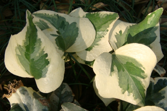 冬季如何养护花叶常春藤