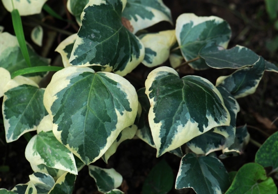 花叶常春藤施肥时应留意些什么