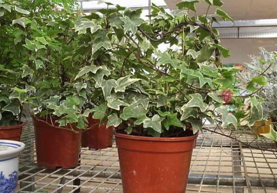 常春藤施肥应留意些什么