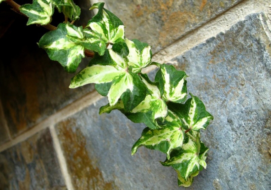 冰雪常春藤 室内应如何养好冰雪常春藤