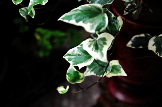 如何盆栽加那利常春藤