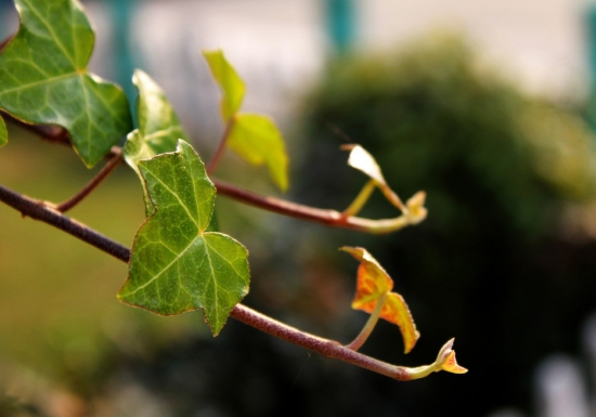 如何养护盆栽常春藤