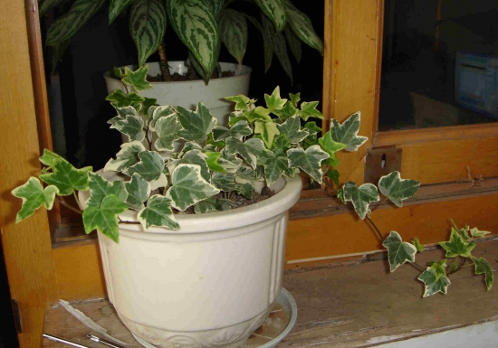 加快培养花叶常春藤需留意些什么