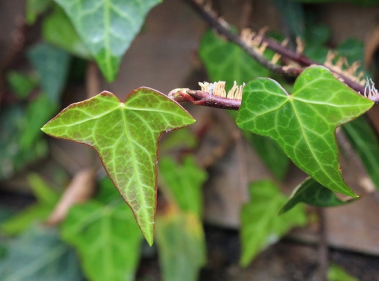 洋常春藤 培养洋常春藤需掌握哪些要领