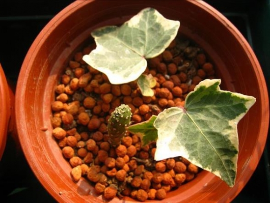 如何养好花叶常春藤