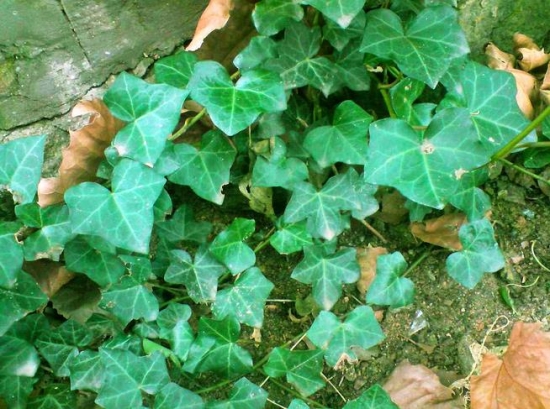 如何繁殖栽培常春藤