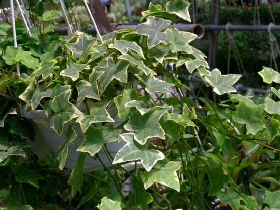 常春藤分哪两大类，各有哪些观赏种类