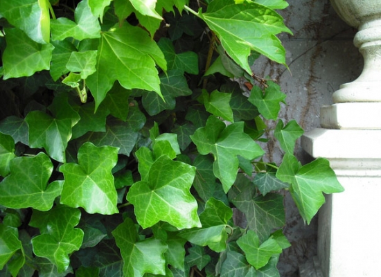 繁殖常春藤有哪些办法