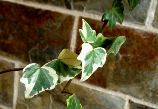 常春藤如何养：忌暑热