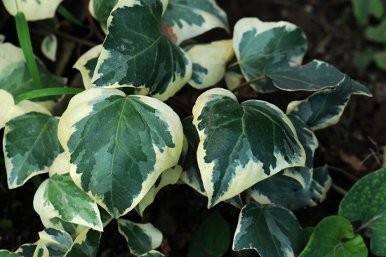 如何养护花叶常春藤