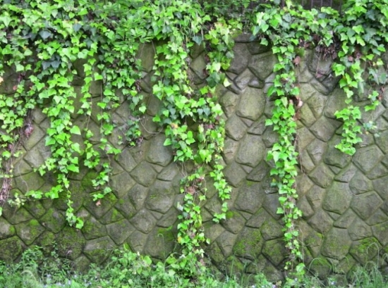 常春藤 常春藤能爬墙吗