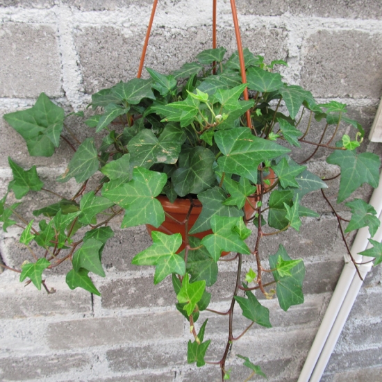 常春藤 常春藤叶子发黄:病因很多需对症下药