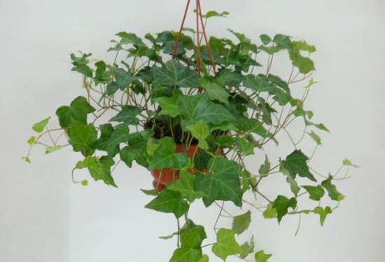 常春藤价格：种子价格,幼苗价格,盆栽价格