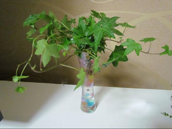 水培常春藤：需保留一定的根在空气中
