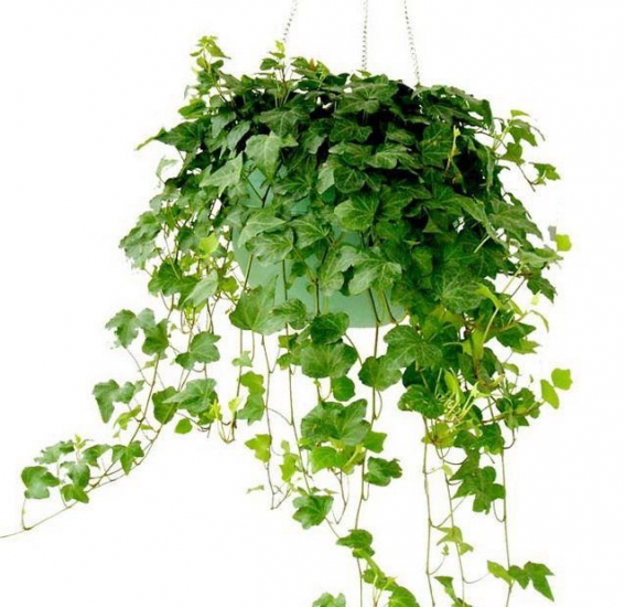 常春藤盆景：悬垂式及独木式有图