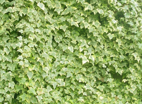 常春藤的作用：抵抗尼古丁